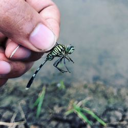 Close-up of hand holding insect