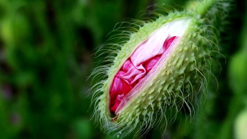 Close-up of pink rose flower