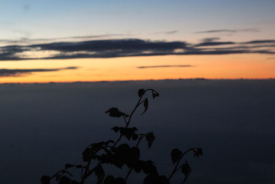 Silhouette bird on plant against sky during sunset
