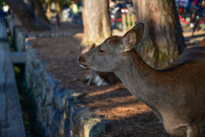 Close-up of deer