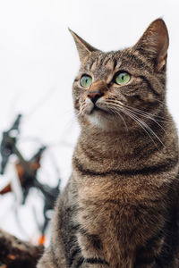 Tabby cat against a white sky