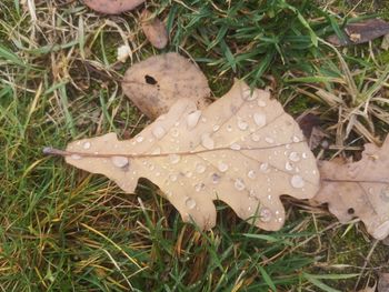 High angle view of wet leaf on grass