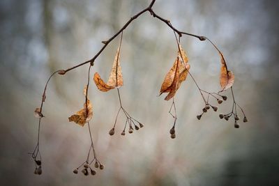 Close-up of dry plant hanging from branch