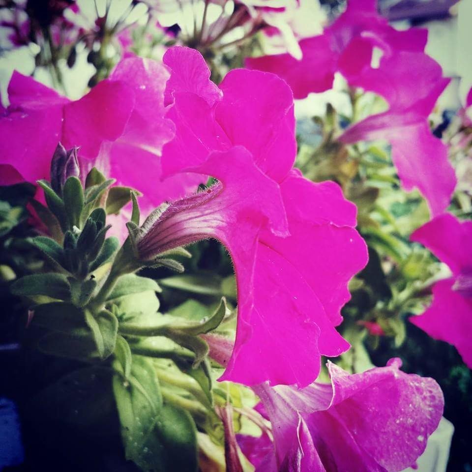 CLOSE-UP OF PINK FLOWERS BLOOMING