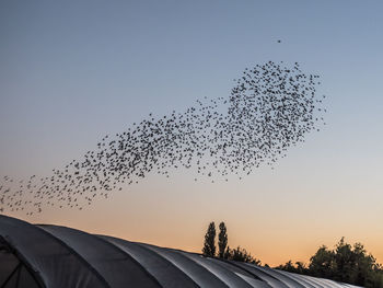 Low angle view of birds flying against sky