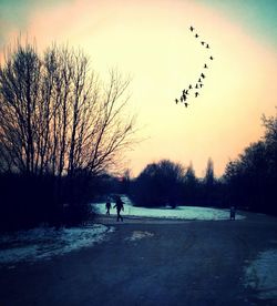 bird