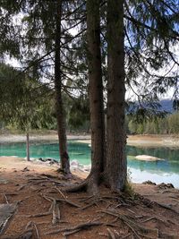 Scenic view of lake in forest