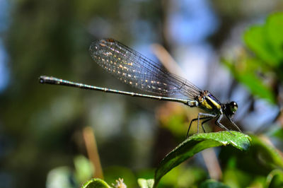 Dragon fly on a leaf.