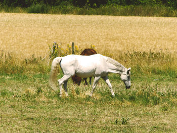 Horses in a field