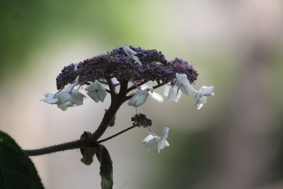 Close-up of white flowering plant