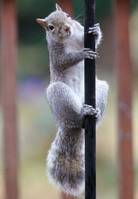 Squirrel climbs up a pole