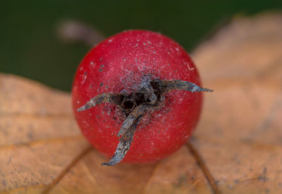 Close-up of apple on table