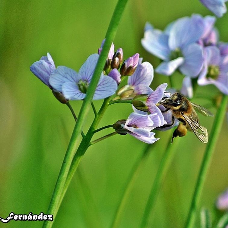 flower, animal themes, one animal, insect, animals in the wild, wildlife, freshness, pollination, fragility, petal, focus on foreground, growth, beauty in nature, purple, plant, nature, close-up, symbiotic relationship, bee, flower head