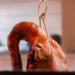 Close-up of duck on table