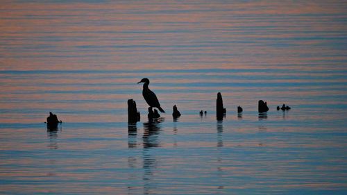 Silhouette ducks swimming in lake at sunset