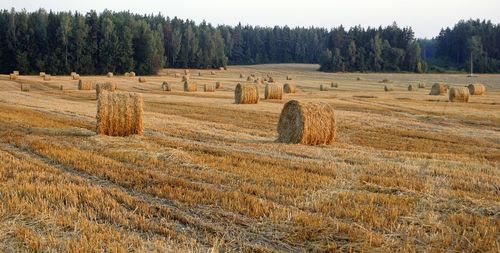 Scenic view of rural landscape