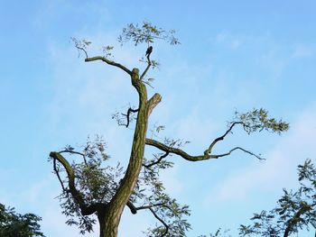 Low angle view of bare tree against sky