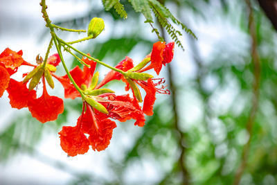 Close-up of red flowering plant