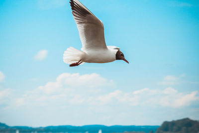 Low angle view of seagull flying against sky