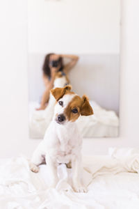 Reflection of woman photographing by dog in mirror at home