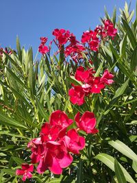 Close-up of red flowers blooming against sky