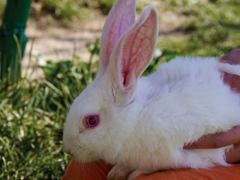 Close-up of a rabbit