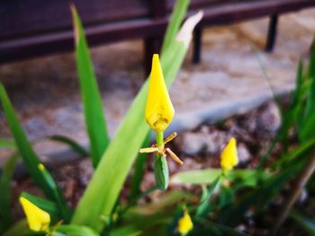 Close-up of yellow flowering plant in field