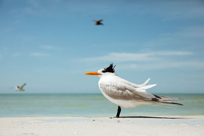 Single royal tern with wind ruffled feathers on florida beach