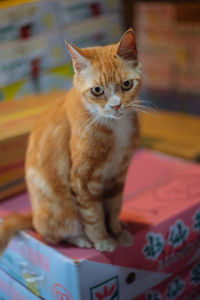 Portrait of cat sitting on book