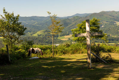 View of a horse on landscape