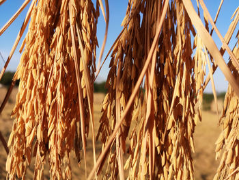 Close-up of stalks in field against sky