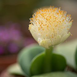 Close-up of white flowering plant