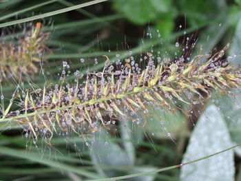 Close-up of spider web on plant