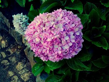 Close-up of pink flowers