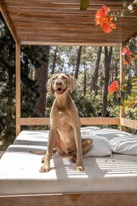 Portrait of a dog sitting outdoors