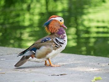 Close-up of a bird