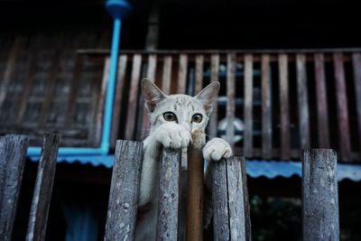 Portrait of cat rearing up on wooden posts