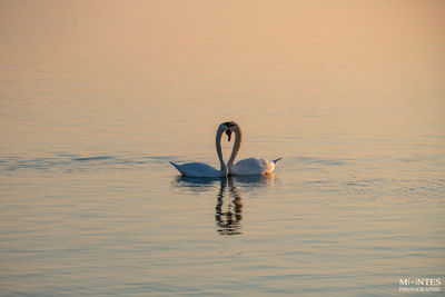 Swan floating on lake