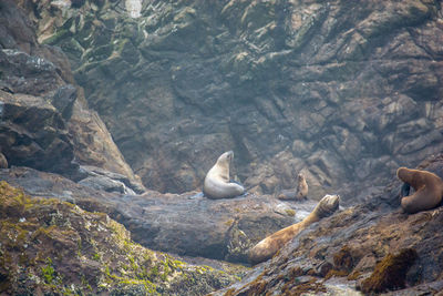 View of birds on rock