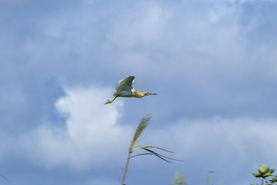 Low angle view of bird flying against sky