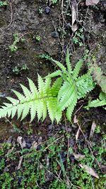 High angle view of fern leaves on field in forest