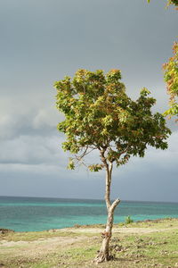 Tree by sea against sky