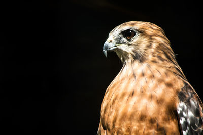 Close-up of bird of prey