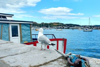 Seagull perching on a boat