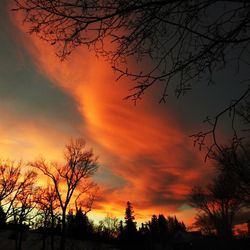 Silhouette trees against sky during sunset