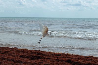 Seagull flying over beach against sky