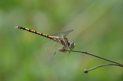 Close-up of dragonfly on twig