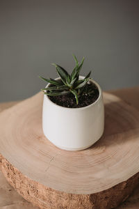 Succulent in ceramic pot standing on the table