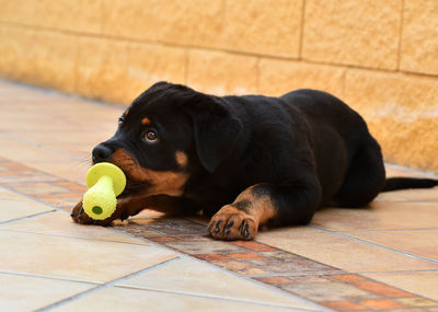 Black dog lying down on tiled floor