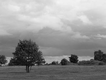 Trees on field against sky